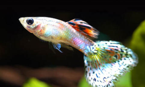 孔雀魚跳缸變成魚干還有救嗎