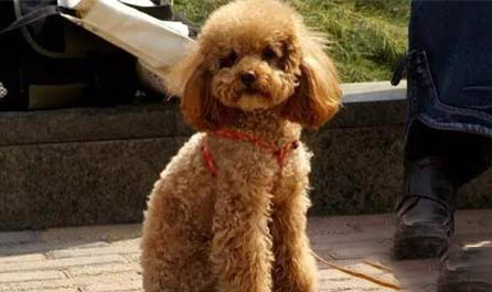 狗狗感染狂犬病有哪些表現