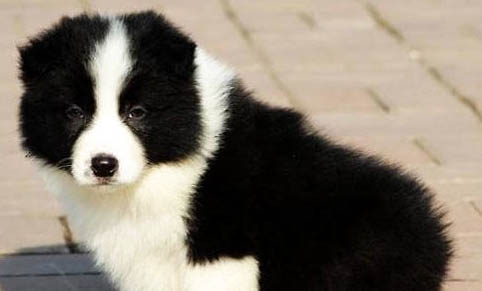 英國古代牧羊犬價格？古牧飼養注意事項有哪些？