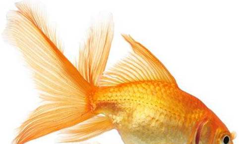 紅寶石魚和藍寶石魚能混養嗎