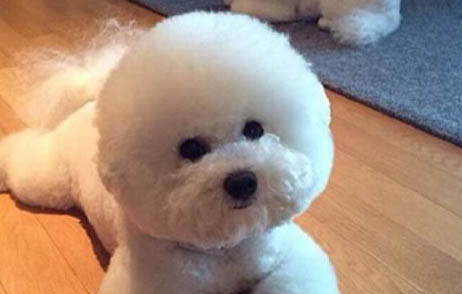 如何防止狗吃狗糧嗆到牙呢