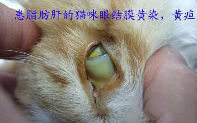 小貓喘氣呼嚕呼嚕的