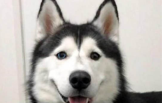 狗狗白內(nèi)障可以治好嗎