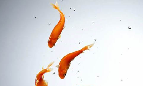 魚缸混養(yǎng)有哪些注意事項(xiàng)