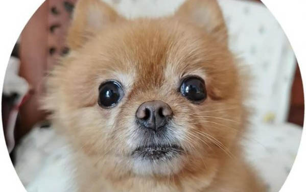 小狗得結膜炎怎么治