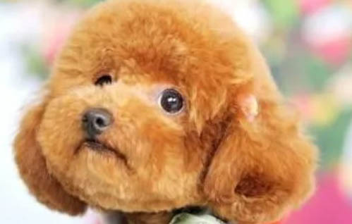 泰迪狗冬天能剪毛嗎