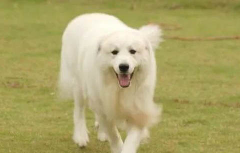 大白熊犬和藏獒哪個厲害