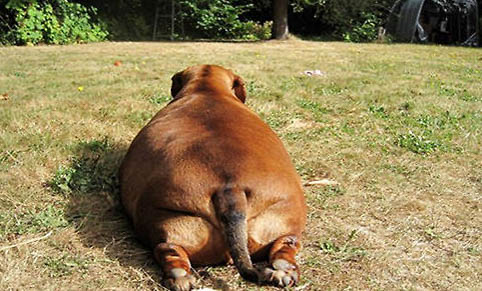 犬瘟細小的前期癥狀是什么