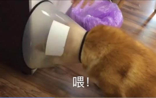 狗一直叫怎么讓它不叫呢
