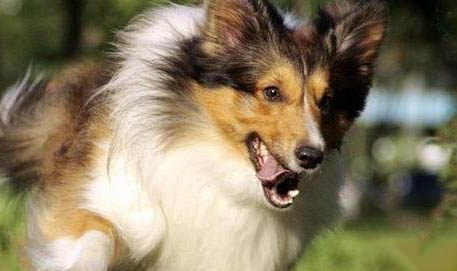 長須柯利牧羊犬1天要吃幾頓