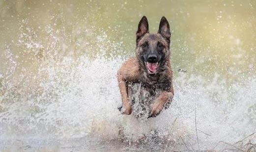 貓咪為什么要檢查犬瘟啊