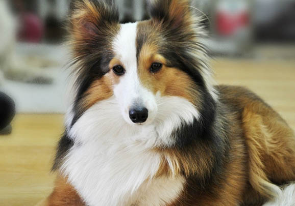 中亞牧羊犬支氣管炎可以洗澡嗎