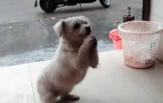 狗狗剪指甲剪到血線怎么辦