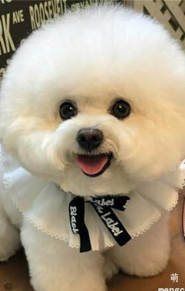 比熊狗狗淚痕怎么去除?