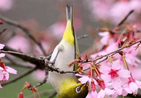 繡眼鳥吃什么食最好