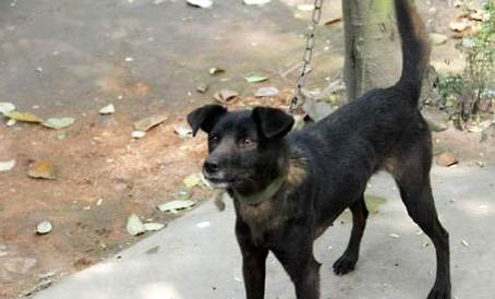 阿富汗獵犬如何喂養