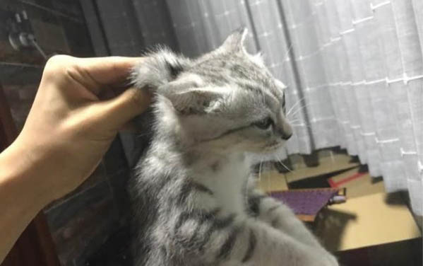 貓咪走丟了白天會(huì)躲在哪里？