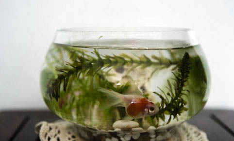 熱帶魚藍鯊能長多大