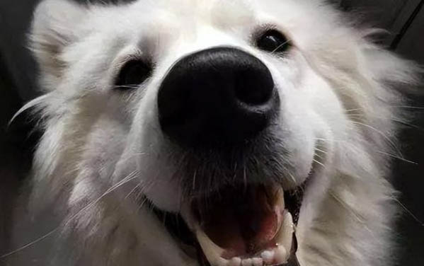 狗吃蛋黃吃多了會怎樣