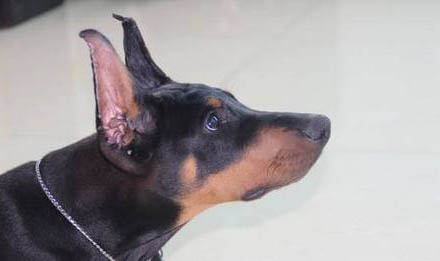 杜賓犬的原產地在哪里
