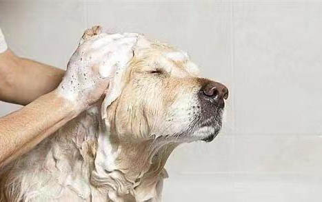黑色拉布拉多幼犬怎么鑒別？