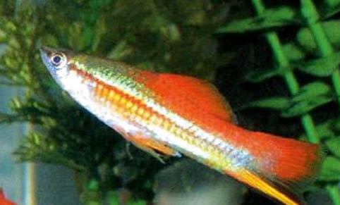 怎么判斷鳳尾魚要生了
