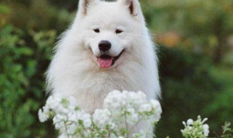薩摩耶幼犬一個月圖片