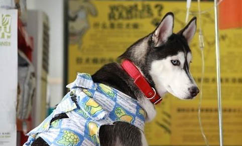 狗突然尖叫如何處理