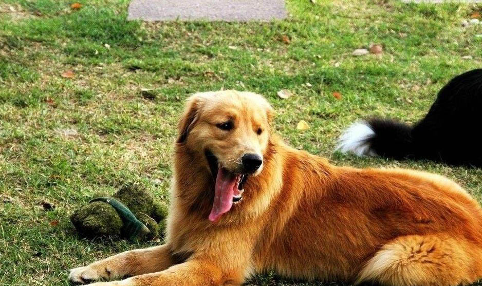 金毛犬可以吃米飯嗎