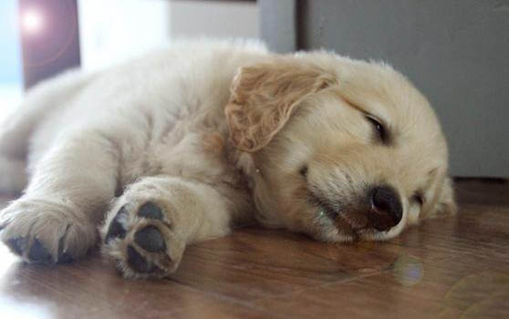 金毛幼犬吃什么補鈣