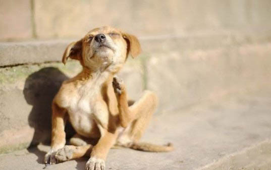 犬細小病毒的治療