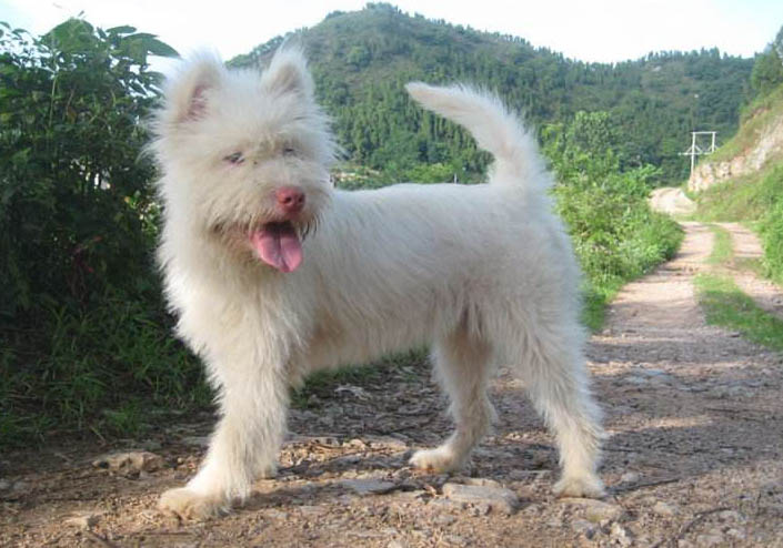 下司犬太瘦原因及處理方法