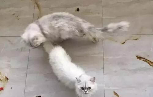 狗狗多大可以出去溜達?