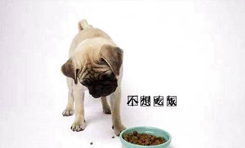 狗狗為什么總是有眼屎?