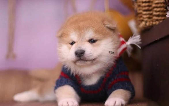 夏季飼養(yǎng)柴犬的注意事項(xiàng)