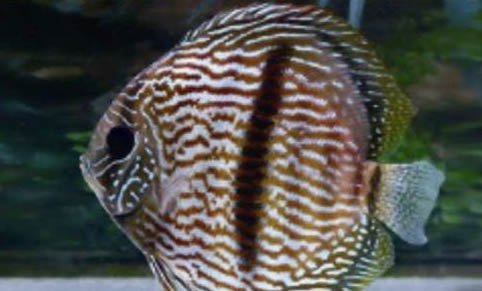 七彩神仙魚吃什么飼料