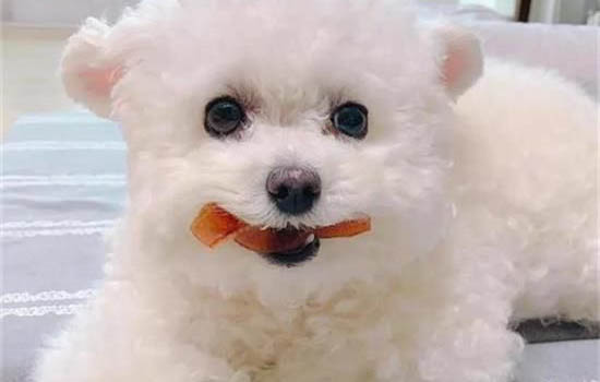 狗狗尿頻的原因有哪些