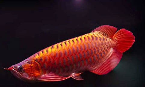 曼龍魚可以和孔雀魚一起養(yǎng)嗎