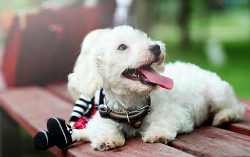 狗狗犬瘟癥狀前兆