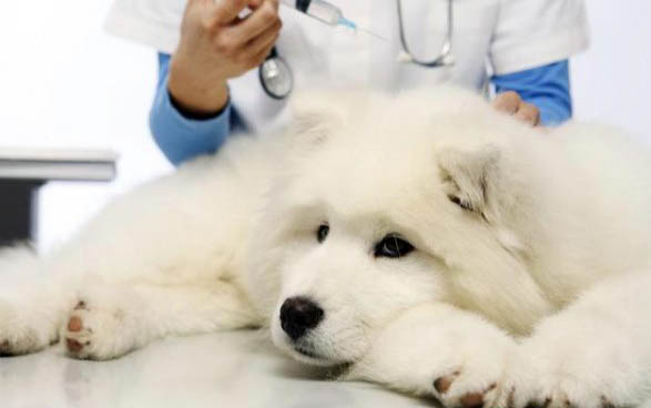狗狗體內寄生蟲有哪些