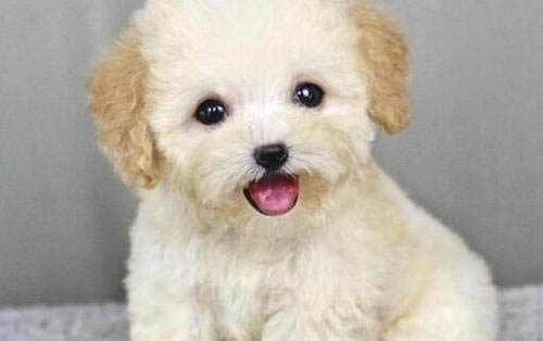 泰迪犬嘔吐怎么治療
