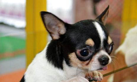 吉娃娃和鹿犬哪個(gè)好