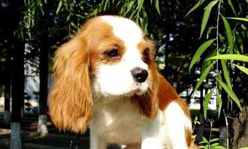 西班牙小獵犬心跳很快呼吸急促