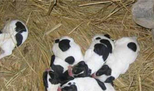 剛一個月的幼犬可以吃蛋黃嗎?