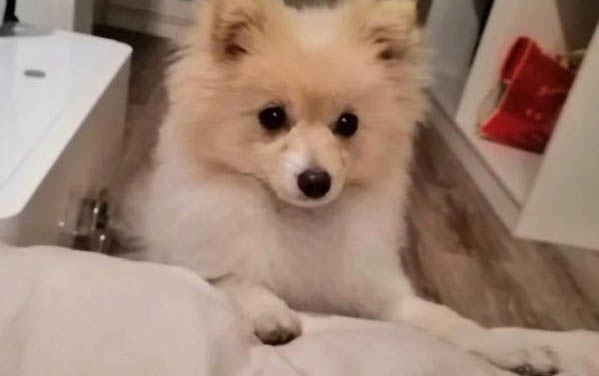 博美茶杯犬價格多少錢一只