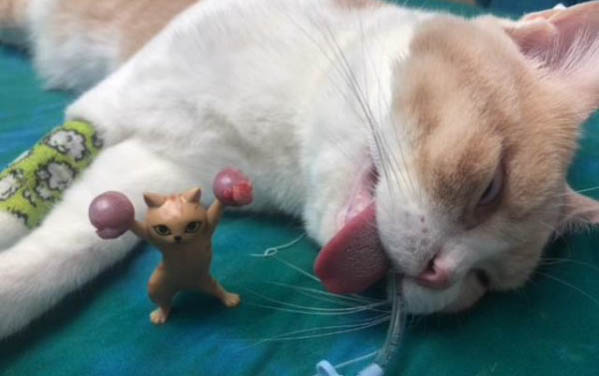 貓咪患了胰腺炎一定要吃骨肉嗎