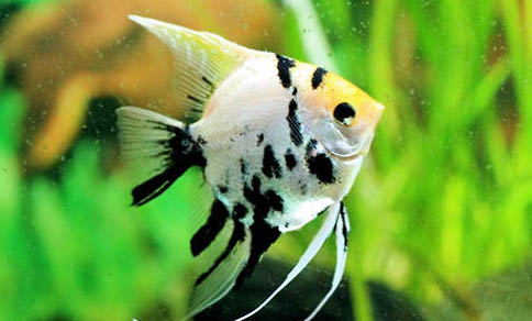 熱帶魚多長時間喂一次食