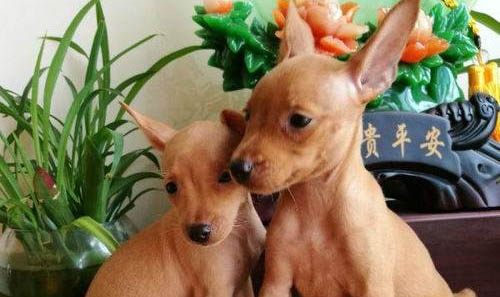小鹿犬毛發上有白色皮屑一樣的東西