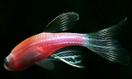 斑馬魚的飼養(yǎng)環(huán)境及繁殖要點(diǎn)