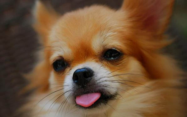 狗狗傷口可以抹云南白藥嗎